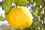 lemons