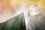 green_city_social