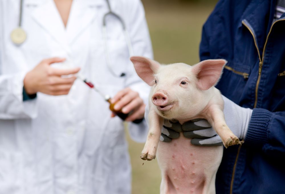 pigs