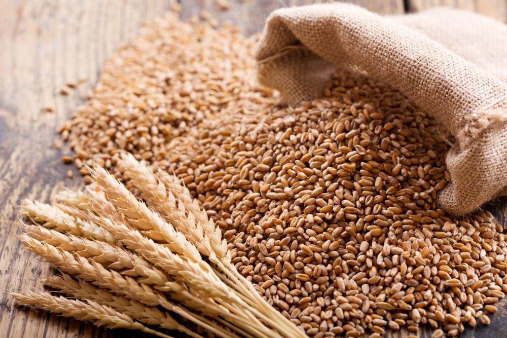 Black Sea port initiative - Russia rejoins Ukraine grain deal