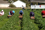 fruit_pickers