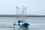 north_sea_cod