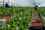 fruit_picking