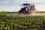 fertiliser_corn