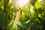 corn_first_edit