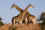 giraffe-to-use